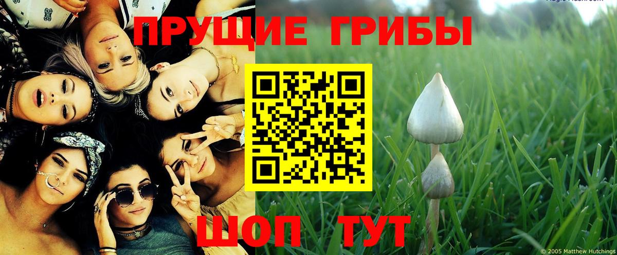 Псилоцибиновые грибы GOLDEN TEACHER  Десногорск  Галлюциногенные грибы Psilocybine cubensis 